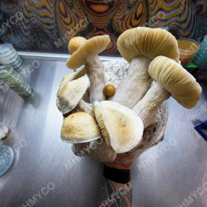 Cascadian Teacher