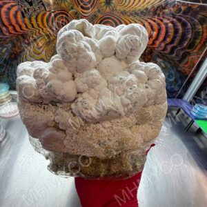 Enigma Cloud