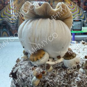 Hillbilly Pumpkin