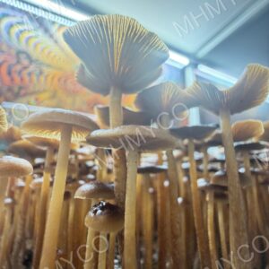 Mexicana Strain A