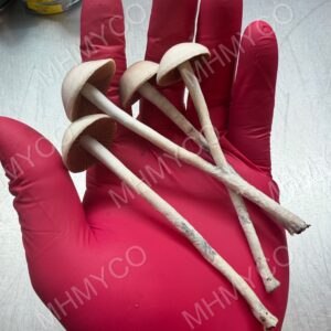 Red Spore Huasteca
